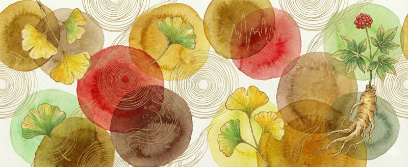 Ginkgo Biloba: Cerebral Blood Flow and What Your Brain's Vasculature Has Been Missing